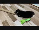 【豆柴】買った玩具が全然遊ばれない件【まさかの○○がお気に入り】