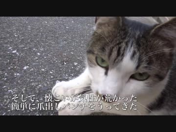 人懐こい野良猫、兄弟猫と別れ演歌のような猫生を送る