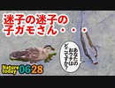 0628【増水、迷子のカルガモ雛】雨上がりのカルガモ親子達【今日撮り野鳥動画まとめ】身近な生き物語