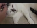 朝起きて前しっぽで甘える猫