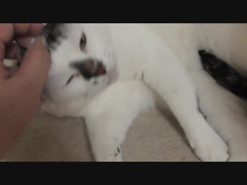 朝起きて前しっぽで甘える猫