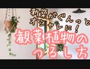 マイホームのオシャレ度がぐんっとＵＰ！観葉植物のつるし方3ステップ【ズボラ主婦がやってみた】