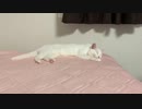 白猫みーちゃんとお昼寝する動画【猫動画】#2