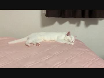 白猫みーちゃんとお昼寝する動画【猫動画】#2