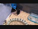 ホモと学ぶネズミトラップ.snake