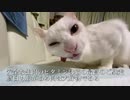 猫の腎不全の療養生活上のQOLを考える