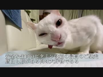 猫の腎不全の療養生活上のQOLを考える