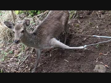人気の サバイバる 動画 3 898本 7 ニコニコ動画