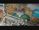 ご飯くれと脅されたのでヘリでお届けしました I was threatened to give me a meal, so I delivered it by heli.  #59【ハムスター物語】