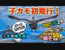 0629【子ガモ初めての飛行】オナガの鳴き声と若鳥。カメも多め【今日撮り野鳥動画まとめ】身近な生き物語
