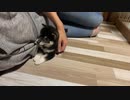 【豆柴】最近、うちの子犬が凶暴化してるんだが【噛痒い時期らしい】