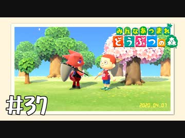 【実況】みんなあつまれ どうぶつの森 #37