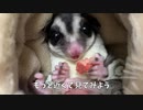 モモンガが肉を食べる