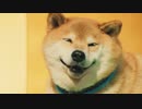 アキュビュー® スマート調光™ 「柴犬まる」篇