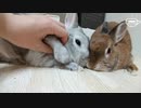 【うさぎ動画】うさぎがリラックスしている隙に揉みまくるだけの動画