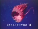 深海生物くらげ - Jellies and Other Ocean Drifters - 02