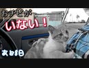 猫は突如として姿を消した【野良猫の保護まであと8日】