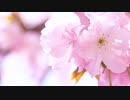 桜 #001