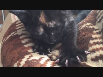 子猫あずきのもみもみ