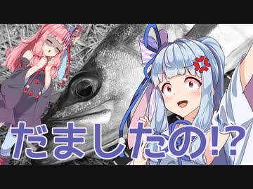 【ルアー】琴葉姉妹とシーバスフィッシング！【お台場】