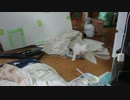 拾い猫の子育て17