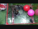 ホモと学ぶネズミトラップ.diving
