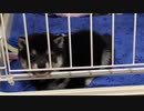 【豆柴】カメラ目線で寝落ちする子犬【PS.妹と一緒に】