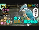 0630【カワセミ雛捕食】猛禽類ツミ、ヒヨドリ雛水浴び、スズメの雛、カルガモ親子、ハクセキレイ捕食シーン【今日撮り野鳥動画まとめ】身近な生き物語
