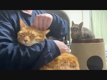 ベテランコネコチャン、母さんがくれたあの眼差しを引き継ぐ