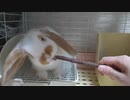 かじり木をかじらないうさぎさん