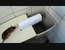ホモと学ぶネズミトラップ.gomibako