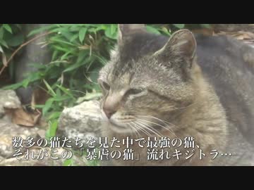 最強野良猫列伝・暴虐の猫、公園に降臨する