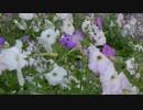 風見芳明
