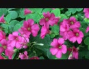 一ノ瀬君枝