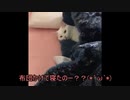 気まぐれ白猫みーちゃんをかまいたい　実況：ゆきぷ【猫動画】#3