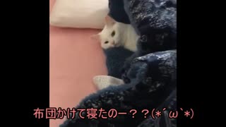 気まぐれ白猫みーちゃんをかまいたい　実況：ゆきぷ【猫動画】#3