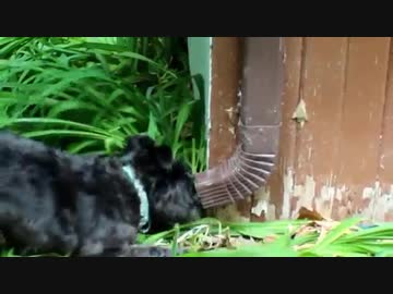 ミニチュアシュナウザーのリス狩り