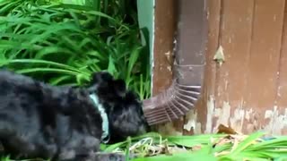 ミニチュアシュナウザーのリス狩り