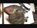 【食べ比べ】この2匹を食べ比べてみた。