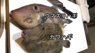 【食べ比べ】この2匹を食べ比べてみた。