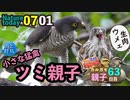 0701【小さな猛禽類ツミ親子の給餌（閲覧注意）】カルガモ親子大家族。カワセミと、オナガ虫捕食、アリの引っ越し【今日撮り野鳥動画まとめ】身近な生き物語