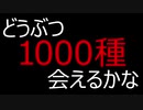リベンジ企画『どうぶつ1000種会えるかな』のお知らせとご挨拶
