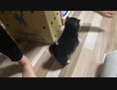 【豆柴】足が好きすぎる元気な子犬の日常【飼育8日目】