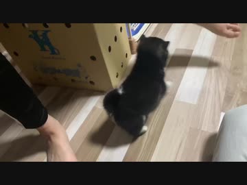 【豆柴】足が好きすぎる元気な子犬の日常【飼育8日目】