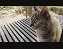 おはよう逮捕 Came to wake me up
