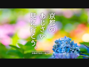 京都のあじさい見に行こう。