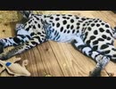 人気のサーバルキャット脱走　鋭いツメ 近くに学校も