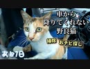 野良猫の前で突然掃除し始めたらどんな反応？【野良猫の保護まであと7日】