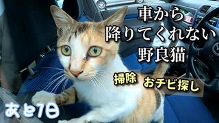 野良猫の前で突然掃除し始めたらどんな反応？【野良猫の保護まであと7日】