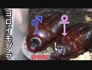 ヨロイモグラゴキブリの生態と観察